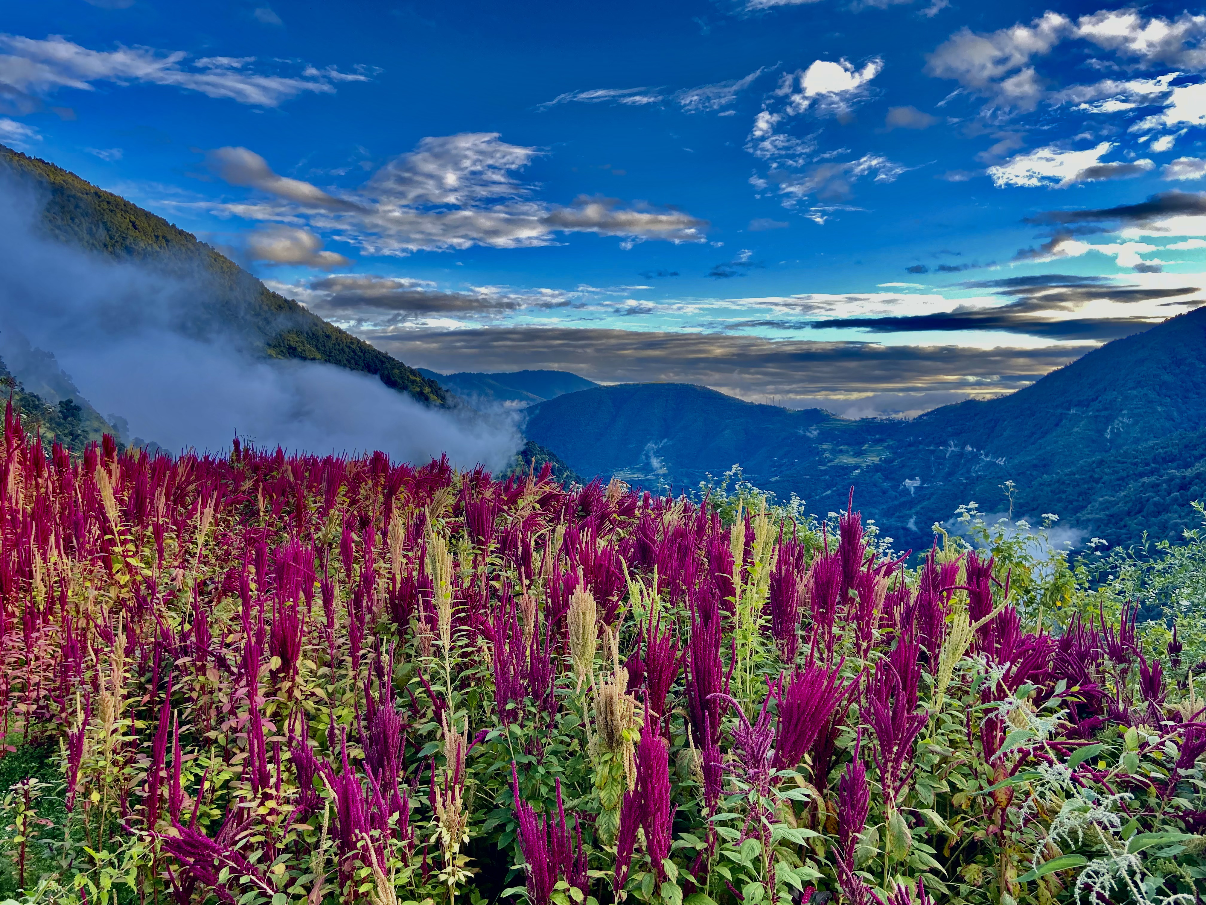 Valley of Flowers